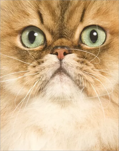Cat - Persian golden shaded in studio - close-up of face
