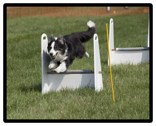 Dog - Border Collie jumping at dog agility event - Gotherington Show - UK