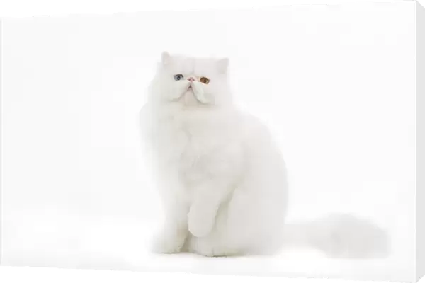 Cat - white Persian with different coloured eyes in studio - one eye blue the other yellow  /  orange