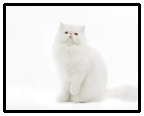 Cat - white Persian with different coloured eyes in studio - one eye blue the other yellow  /  orange
