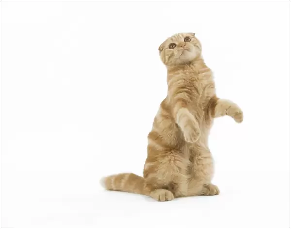 Cat - Ginger Scottish fold on hind legs in studio