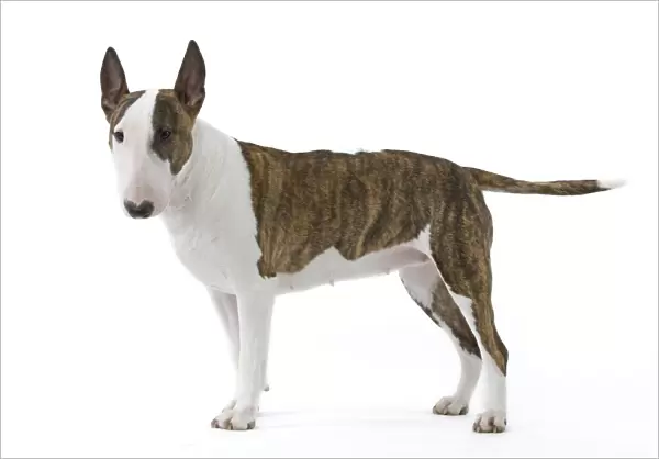 Dog - English Bull Terrier