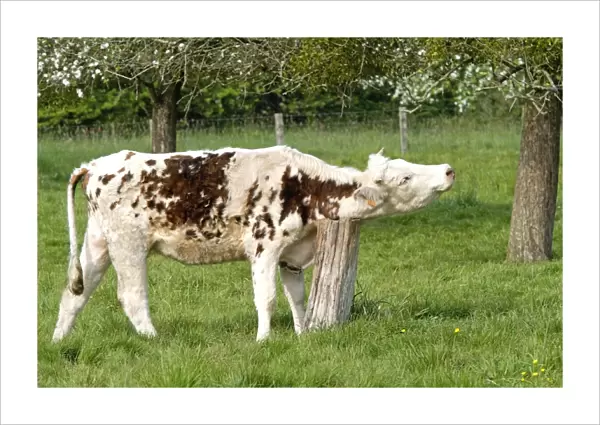 Cattle - Normandy Cow scratching neck on old tree stump