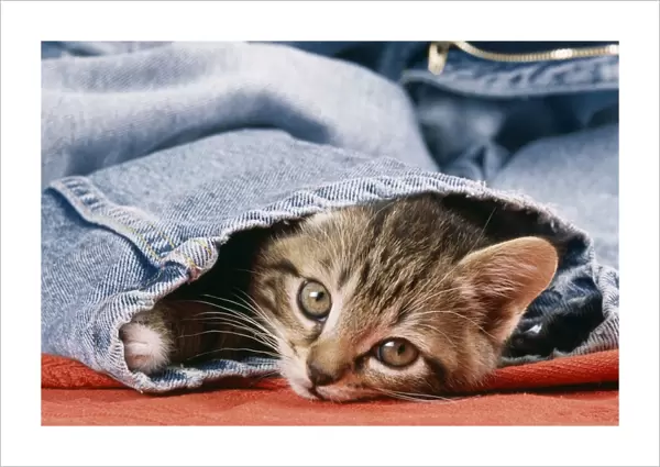 Cat JD 13284 Kitten in jeans © John Daniels  /  ARDEA LONDON