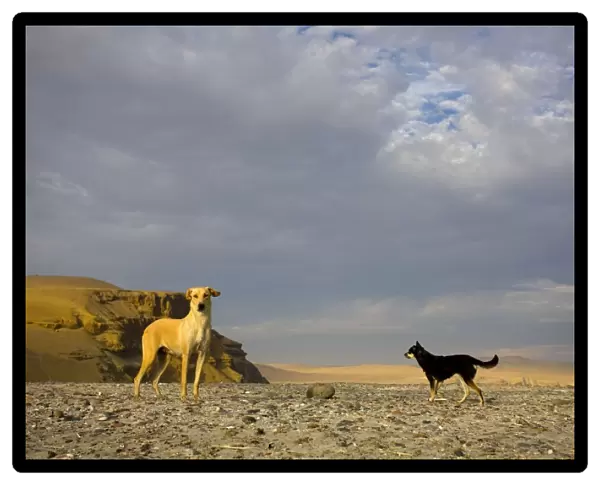 Dogs - Paracas National Reserve - Peru