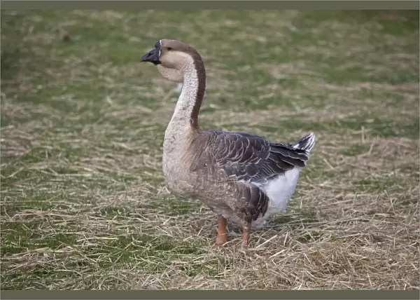 African Goose - with knobbed bill and dewlap - Cotswold Farm Park Temple Guiting - UK