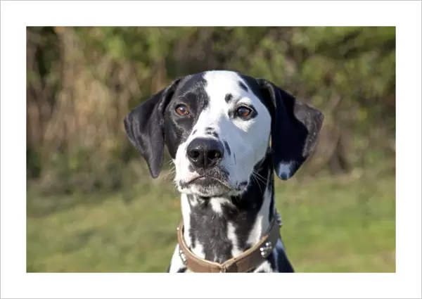 Dog - Spotted Black & White Dalmation - close-up of head - Waterloo Kennels - Cheltenham - UK