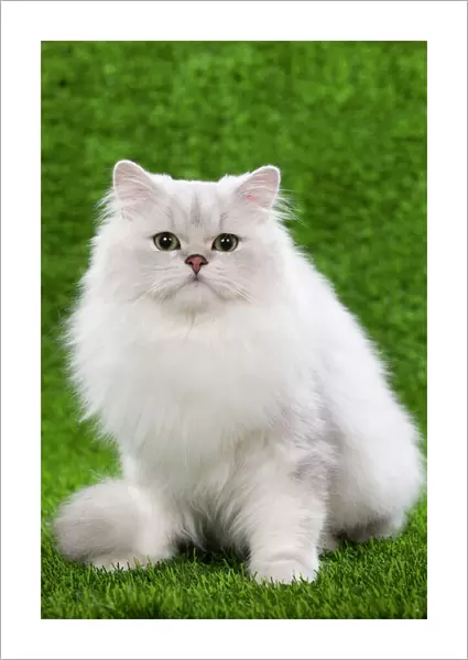 Cat - Persian Chinchilla kitten - black & silver