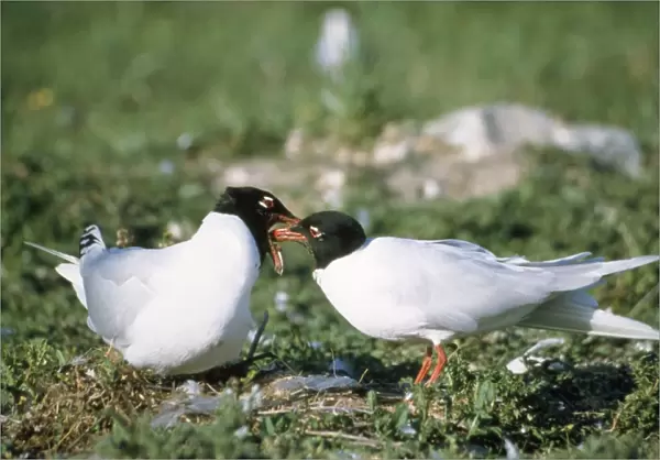 Mediterranean Gull - feeding femaile