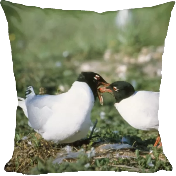 Mediterranean Gull - feeding femaile