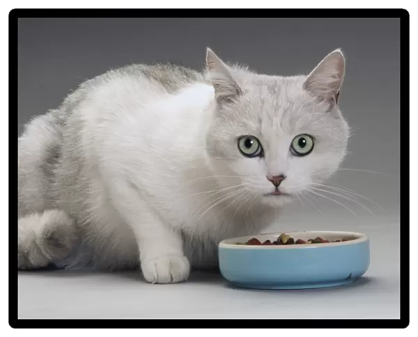 Cat - white & grey cat in studio eating from a bowl