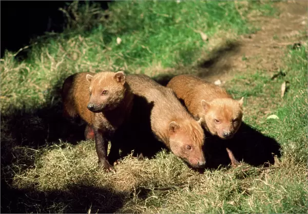 Bush Dogs - South America