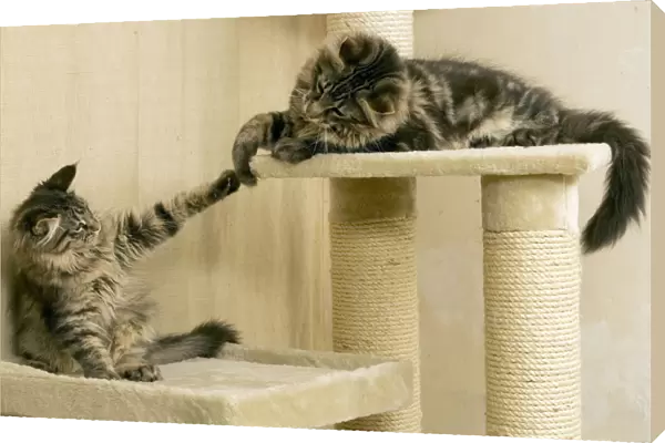 Cat- Maine coons playing on scratching post