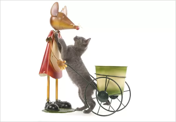 Cat - Chartreux kitten in studio playing with mouse garden ornament