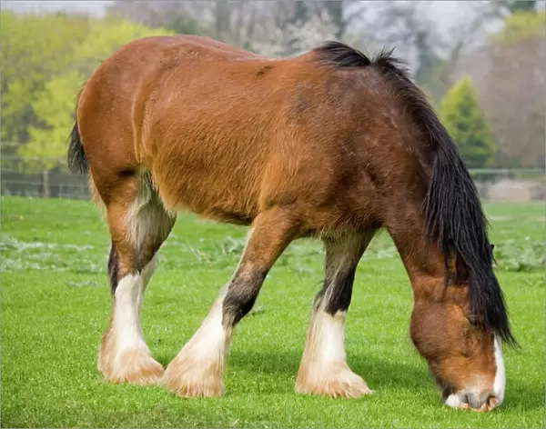 Shire horse - grazing. Rare Breed Trust Cotswold Farm Park Temple Guiting near Stow on the Wold UK Shire horses were the main source of power on Bristish farms until the 1940s when they were gradually replaced by tractors