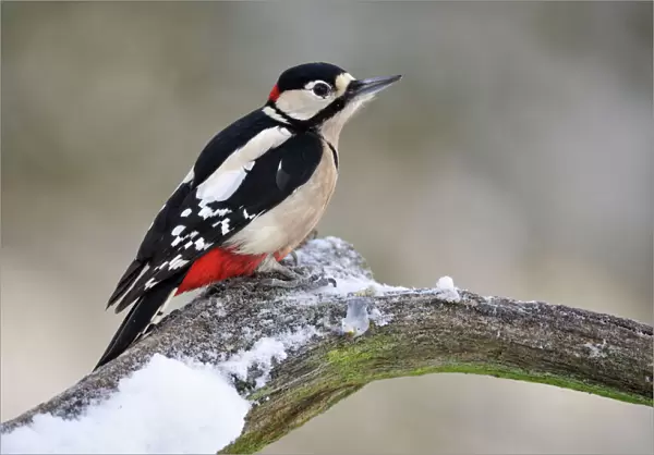 BIRD. Great spotted woodpecker