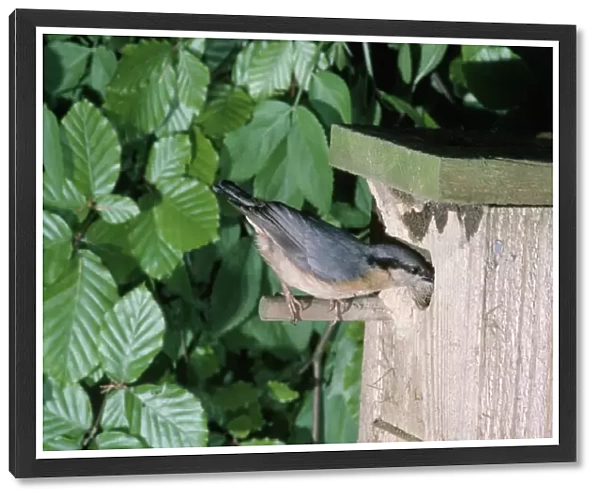 Nuthatch - at nest box