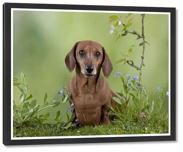 Dog - Miniature Short Haired Dachshund - in garden Digital Manipulation - more grass added