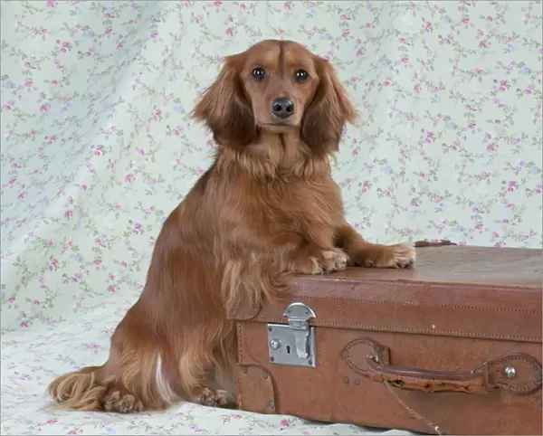 Dog - Miniature Long Haired Dachshund - standing on a suitcase