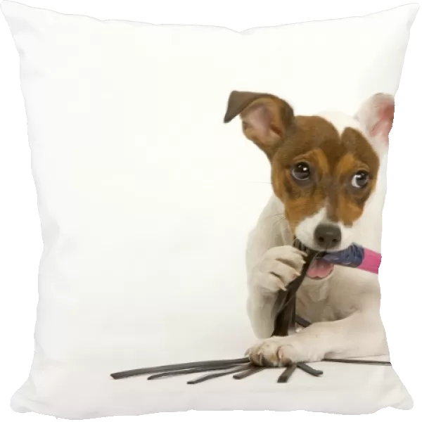 Dog - Jack Russell - chewing toy