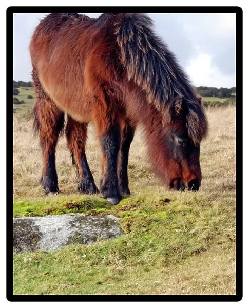 Dartmoor Pony in winter coat eating the last of the overgrazed winter grass