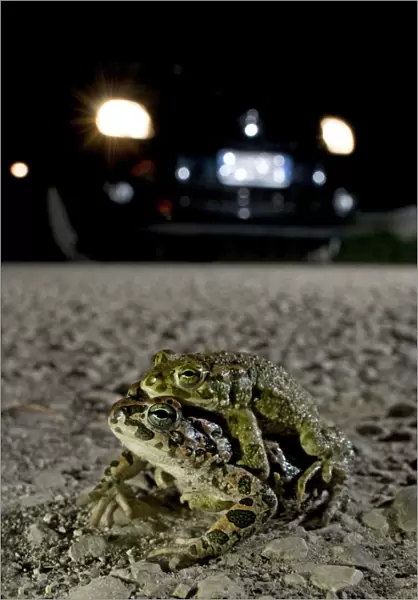 Green Toad - mating on the road - Italy