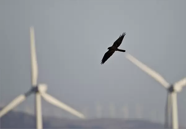 Montagu's Harrier - melanistic - hunting for food amongst wind turbines - Tarifa - Andalucia - Spain - September