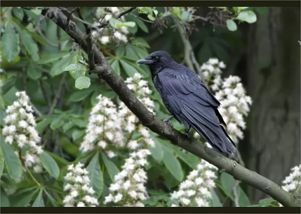 Carrion Crow - perched in flowering chestnut tree - Hessen - Germany