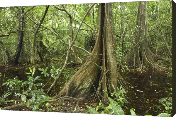 Swamp rainforest with buttressed tree Cahuita N. P. Costa Rica
