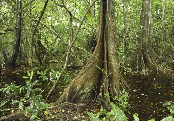 Swamp rainforest with buttressed tree Cahuita N. P. Costa Rica