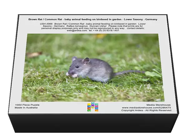 Brown Rat  /  Common Rat - baby animal feeding on birdseed in garden - Lower Saxony - Germany