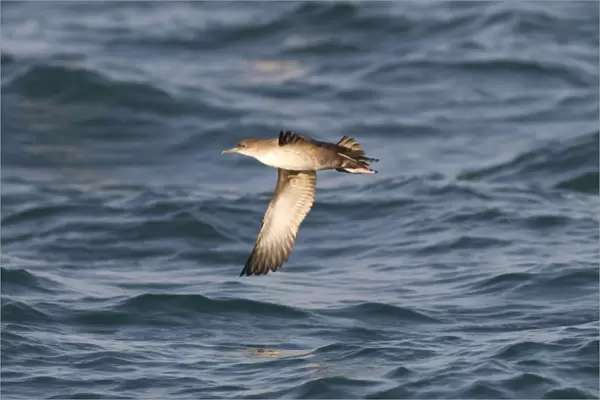 Balearic Shearwater - in flight over the sea - Dorset UK - July