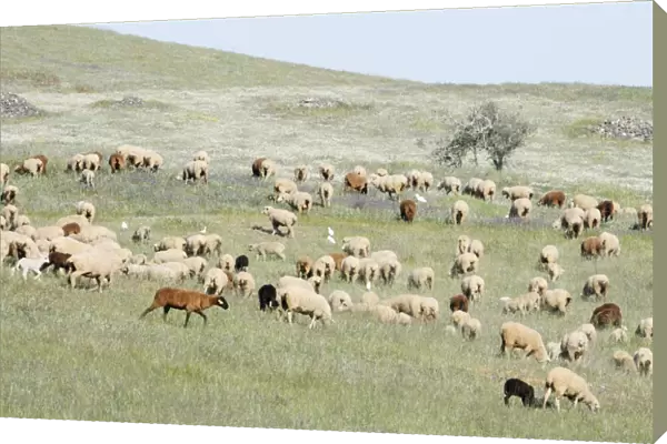 Merino Sheep - flock grazing in NP Herdade de Sao Marcos Great Bustard Reserve, beside Castro Verde, Alentejo, Portugal