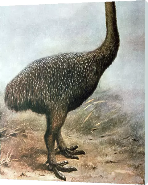 Moa bird painting - extinct