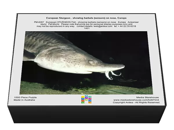 European Sturgeon - showing barbels (sensors) on nose. Europe