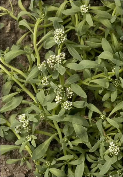 Strapwort (Corrigiola littoralis); very rare in UK, Devon only