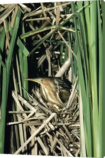 Little Bittern - female in reed nest  