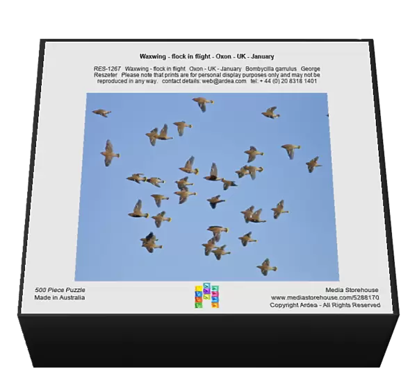 Waxwing - flock in flight - Oxon - UK - January