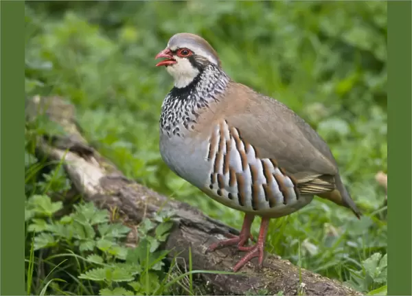 Red-legged Partridge - stood on log - calling - Oxfordshire - March