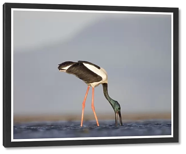 Black-Necked Stork  /  Jabiru  /  Korrorook  /  Monti - male wading in shallow seawater over tidal mudflats - Queensland - Australia