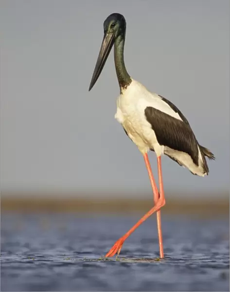 Black-Necked Stork  /  Jabiru  /  Korrorook  /  Monti - male wading in shallow seawater over tidal mudflats - Queensland - Australia