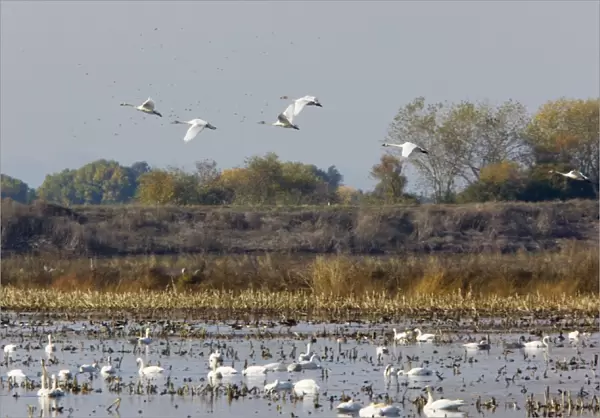 Tundra Swans - at wintering grounds in Central Valley, California