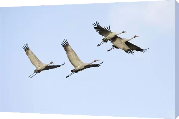 Brolga - flock in flight - official bird emblem of the state of Queensland - Australia