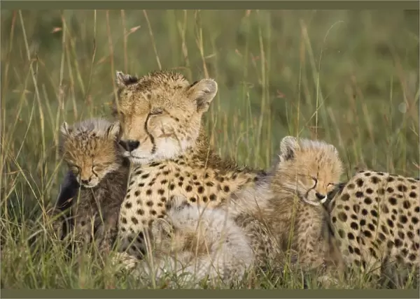 Cheetah - mother and 8 week old cubs sleeping in grass - Maasai Mara Reserve - Kenya