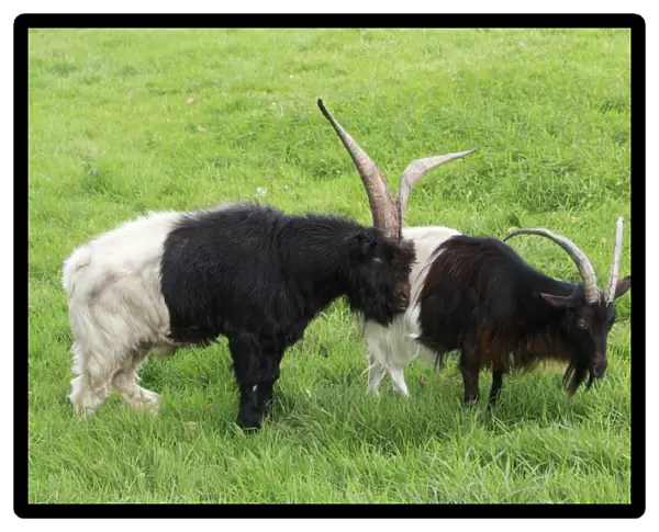 Bagot Goat - male and female on meadow, Lower Saxony, Germany