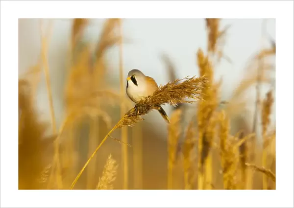Bearded Tit - male in reeds - midwinter - Radipole - Dorset - UK