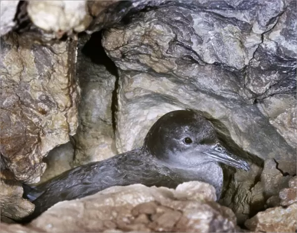 Balearic Shearwater - on nest in cave - Mallorca