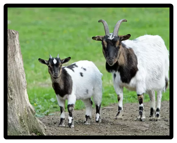 Domestic Goat - female with kid - Hessen - Germany