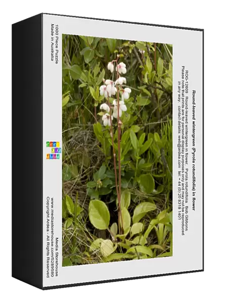 Round-leaved wintergreen (Pyrola rotundifolia) in flower