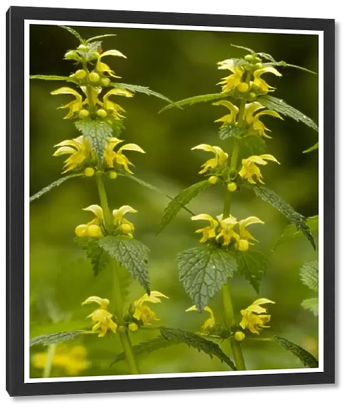 Yellow Archangel (Lamiastrum galeobdolon) in flower in spring. Old woodland plant in UK